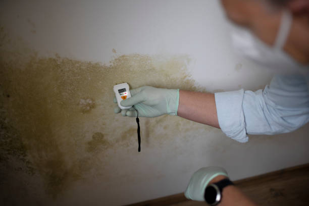 Trusted Herlong, CA Mold Remediation Experts
