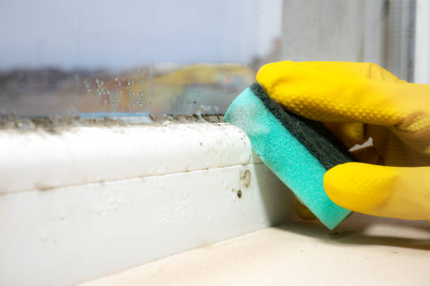 Professional Mold Remediation in Herlong, CA